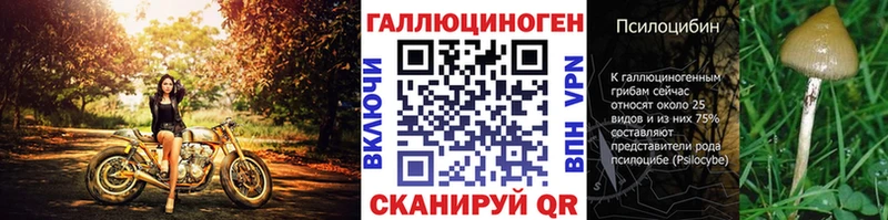 как найти   Сунжа  дарк нет как зайти  Псилоцибиновые грибы Cubensis 